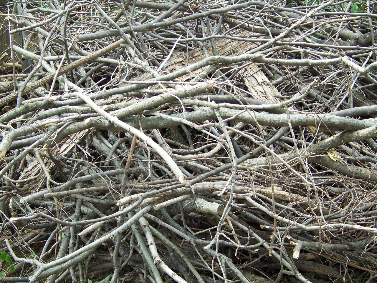Dead Tree Branches 